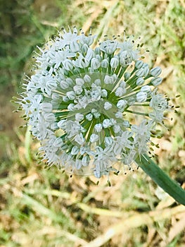 A Beautiful onion flower I had grow in Indian atmosphere