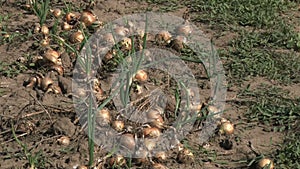 Beautiful onion plants on the farm.