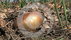 Beautiful onion plants on the farm.