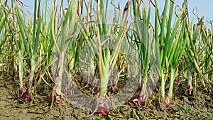 Beautiful onion plants on the farm.Green onions plant growing in the field.