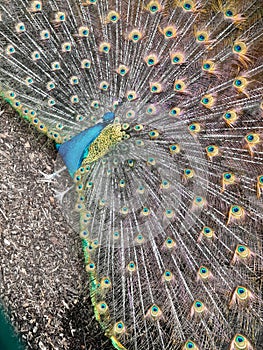 Beautiful open feathered peacock colourful