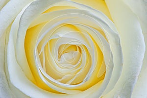 Beautiful open flower white rose macro