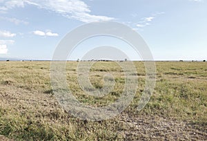 Beautiful Open Grassland of Ol Pejeta Conservancy, Kenya