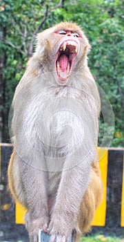 Beautiful Open Mouth Monkey wallpaper