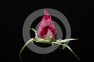 Beautiful open rose on black with water