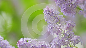 Beautiful open violet lilac flower spring design closeup. Blooming lilac bush. Slow motion.