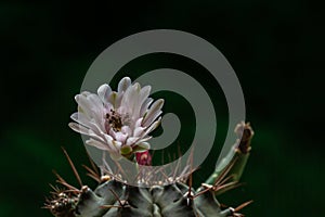 Beautiful opening pink Echinopsis subdenudata cactus flower on black background.