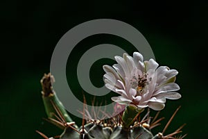 Beautiful opening pink Echinopsis subdenudata cactus flower on black background.