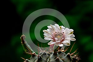 Beautiful opening pink Echinopsis subdenudata cactus flower on black background.