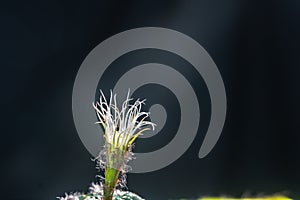 Beautiful opening pink Echinopsis subdenudata cactus flower on black background.