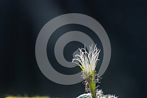 Beautiful opening pink Echinopsis subdenudata cactus flower on black background.