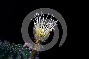 Beautiful opening pink Echinopsis subdenudata cactus flower on black background.