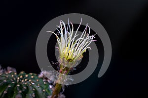 Beautiful opening pink Echinopsis subdenudata cactus flower on black background.