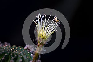 Beautiful opening pink Echinopsis subdenudata cactus flower on black background.