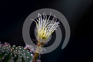 Beautiful opening pink Echinopsis subdenudata cactus flower on black background.