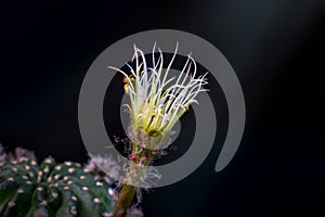 Beautiful opening pink Echinopsis subdenudata cactus flower on black background.