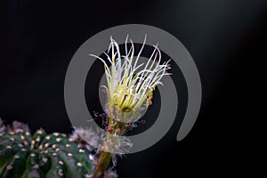 Beautiful opening pink Echinopsis subdenudata cactus flower on black background.