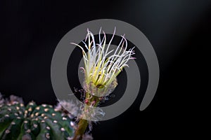 Beautiful opening pink Echinopsis subdenudata cactus flower on black background.