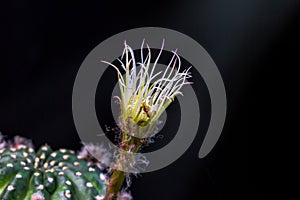 Beautiful opening pink Echinopsis subdenudata cactus flower on black background.