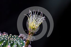 Beautiful opening pink Echinopsis subdenudata cactus flower on black background.