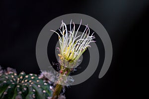 Beautiful opening pink Echinopsis subdenudata cactus flower on black background.