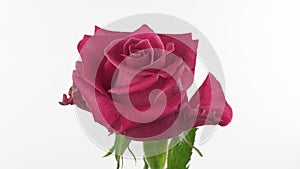 Beautiful opening pink rose on white background. Petals of Blooming pink rose flower open, time lapse, close-up. Holiday