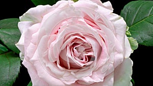 Beautiful opening pink rose on white background. Petals of Blooming pink rose flower open, time lapse, close-up. Holiday