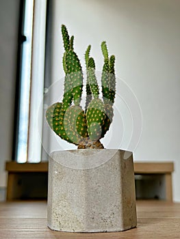 beautiful little opuntia cactus photo