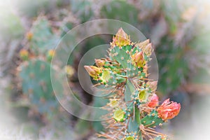 Beautiful Opuntia cochenillifera budding flowers on tree. Opuntia cochenillifera is a species of cactus in the subfamily