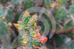 Beautiful Opuntia cochenillifera budding flowers on tree. Opuntia cochenillifera is a species of cactus in the subfamily photo
