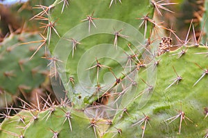 Beautiful Opuntia cochenillifera texture, a species of cactus in photo