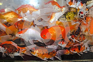 Beautiful oranda fish between colorful comet goldfish in the aquarium