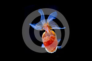 Beautiful Oranda Goldfish swimming in the tank  on black background.