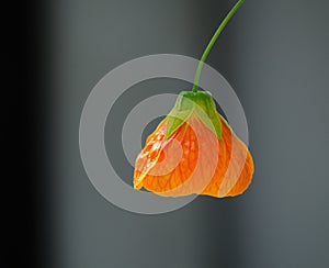 Beautiful orange Abutilon x hybridum Chinese lantern flower at a botanical garden.