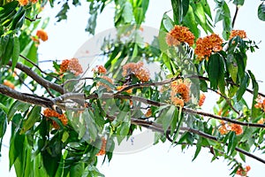 Beautiful Orange Ashoka tree flower blooming in summer