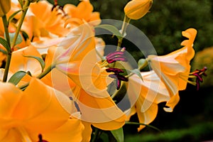 Orange Asiatic Lily which blooms in the home garden in summer photo
