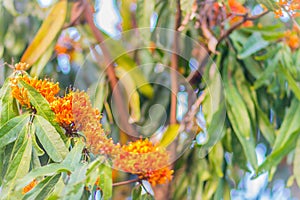 Beautiful orange asoka tree flowers (Saraca indica) on tree with green leaves background. Saraca indica, alsoknown as asoka-tree,