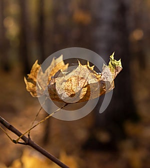 Autumn leaf on forest background