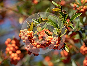 The Beautiful Orange Berries of the Lalandei Scarlet Firethorn