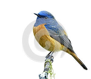 Beautiful orange bird with blue head calmly perching on thin mossy branch  isolated on white background, male of blue-fronted