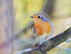 Beautiful orange bird Robin sitting on a branch in the garden o