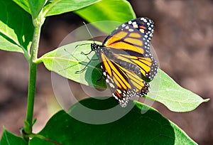 Beautiful monarch butterfly rests on a milkweed leaf photo