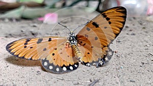 Beautiful Orange with black spot butterfly Acraea terpsicore