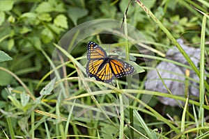 Beautiful Orange Black and White Viceroy Butterfly - Limenitis archippus