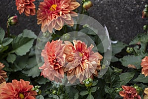 Beautiful orange blooming dahlia, green background