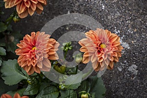 Beautiful orange blooming dahlia, green background