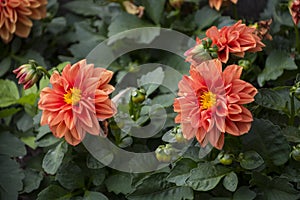 Beautiful orange blooming dahlia, green background