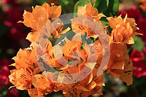 Beautiful orange bougainvillea blooming, Bright orange bougainvillea flowers as a floral background, Close-up orange flowers,