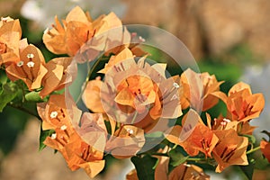 Beautiful orange bougainvillea blooming, Bright orange bougainvillea flowers as a floral background, Close-up orange flowers,