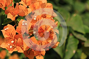 Beautiful orange bougainvillea blooming, Bright orange bougainvillea flowers as a floral background, Close-up orange flowers,